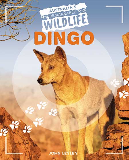 Dingo