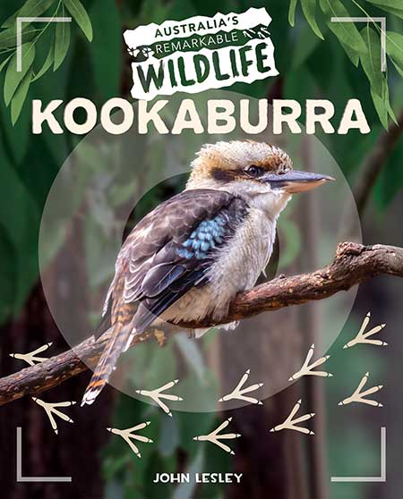 Kookaburra