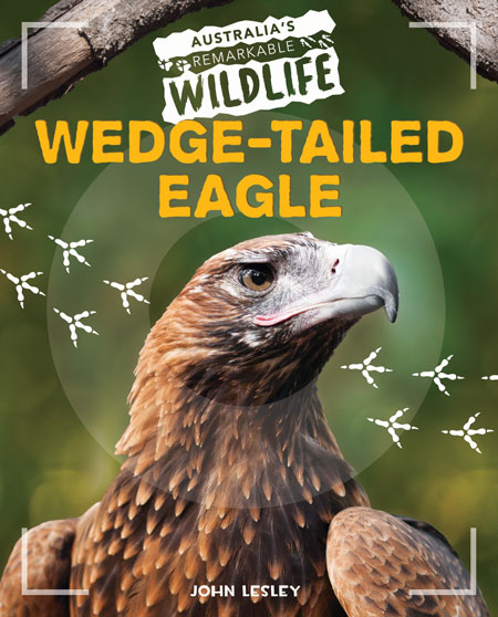 Wedge-tailed Eagle