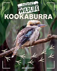 Kookaburra