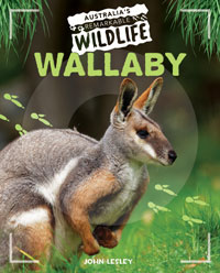 Wallaby