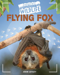 Flying Fox