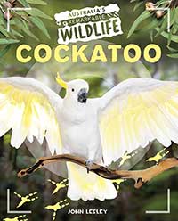 Cockatoo